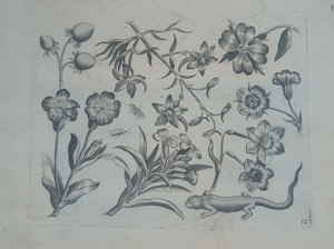 Viridarium Novum A little Book of Nature Paulus F�rst 953d