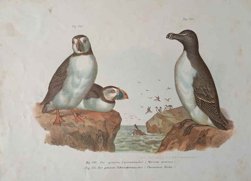 1864 koloriertes Litho Larventaucher gemeiner Schneidentaucher 113480x