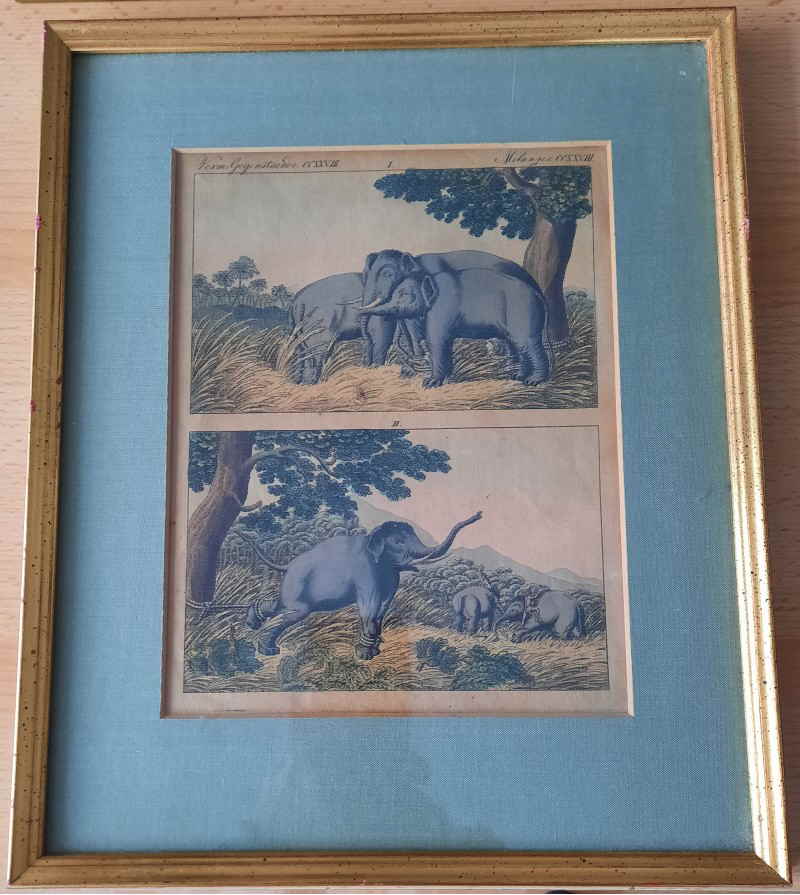 Elefanten Nashorn Bertuch 628x