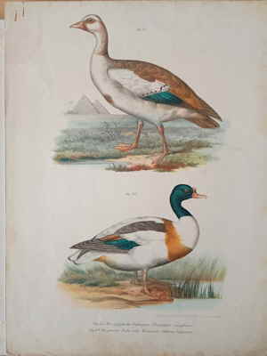1864 koloriertes Litho Die gyptische Fuchsgans Fuchs Brandente 133385d