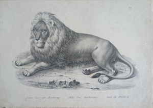 1 Löwe aus der Barbarey Karl Joseph BRODTMANN 174759103d 1 Löwe aus der Barbarey Karl Joseph BRODTMANN 174759103d