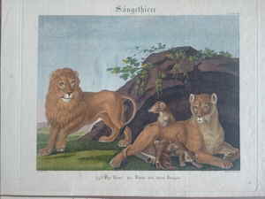 5 Säugethiere Löwe Anton WACHSMANN 007d 5 Säugethiere Löwe Anton WACHSMANN 007d