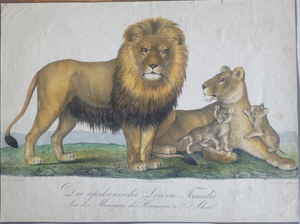 6 Die Afrikanische Löwenfamilie aus der Menagerie Hermann van Aken 088d 6 Die Afrikanische Löwenfamilie aus der Menagerie Hermann van Aken 088d