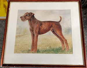 Irish Terrier Focke 102098d